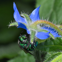Euglossa viridissima