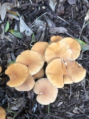 Marasmius oreades