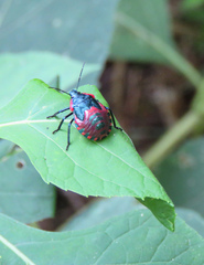 Alcaeorrhynchus grandis