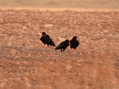 Pyrrhocorax pyrrhocorax