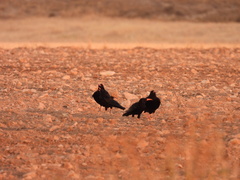 Pyrrhocorax pyrrhocorax