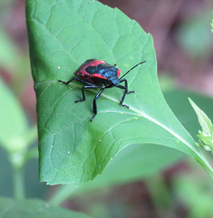 Alcaeorrhynchus grandis