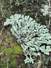 Xanthoparmelia cumberlandia