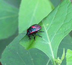 Alcaeorrhynchus grandis