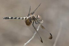 Dythemis fugax