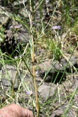 Symphyotrichum ascendens