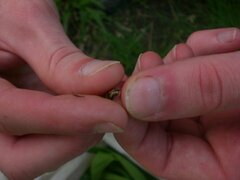 Deloyala guttata