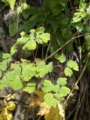 Thalictrum fendleri