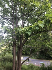 Catalpa speciosa