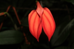 Masdevallia ignea