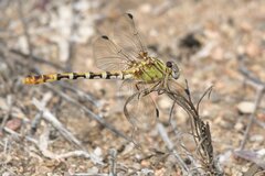 Erpetogomphus designatus