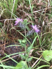 Liatris squarrosa