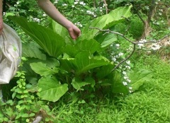 Symplocarpus foetidus