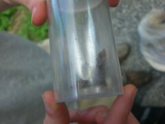 Amphion floridensis