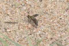 Poecilanthrax lucifer