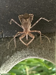 Harpactorini