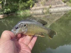 Lepomis cyanellus