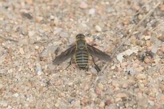 Poecilanthrax lucifer