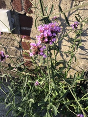 Verbena bonariensis