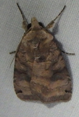 Xestia smithii