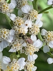 Halictus tripartitus