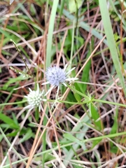 Eryngium integrifolium