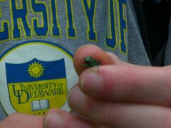 Cicindela sexguttata