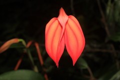 Masdevallia ignea