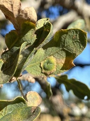 Andricus pattersonae