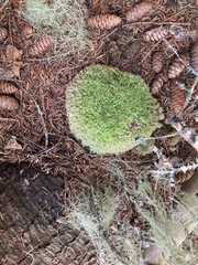Leucobryum glaucum