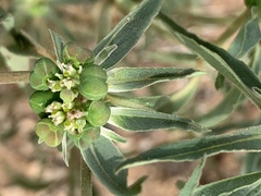 Euphorbia