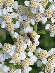 Halictus tripartitus