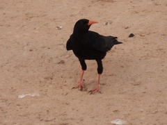 Pyrrhocorax pyrrhocorax