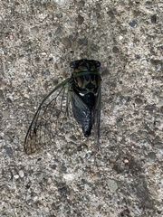 Neotibicen