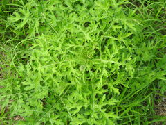 Parthenium bipinnatifidum