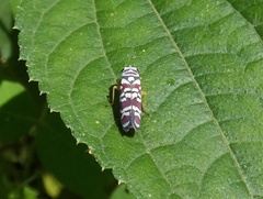 Agrosoma placetis