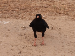 Pyrrhocorax pyrrhocorax