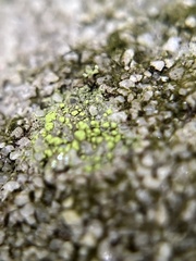 Candelariella efflorescens