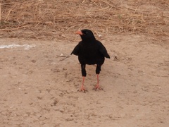 Pyrrhocorax pyrrhocorax