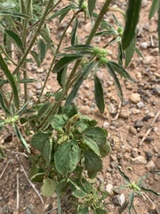 Acalypha ostryifolia