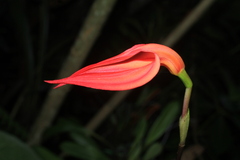 Masdevallia ignea