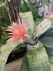 Aechmea fasciata