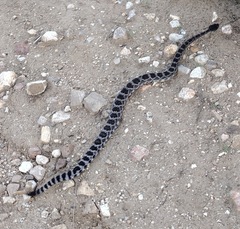 Crotalus oreganus helleri