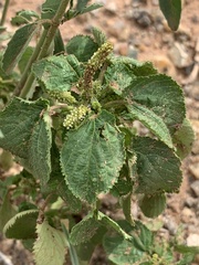 Acalypha ostryifolia