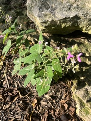 Desmodium paniculatum