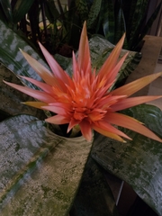 Aechmea fasciata