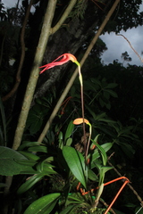 Masdevallia ignea