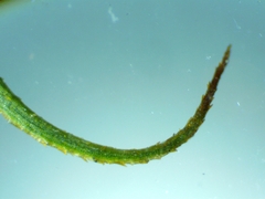 Polytrichum strictum