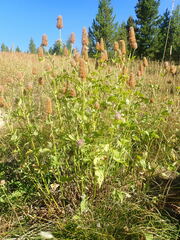 Agastache urticifolia