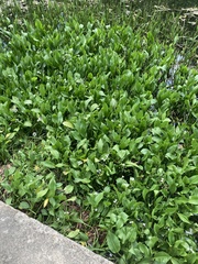 Sagittaria platyphylla